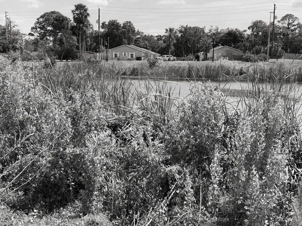 Urban Nature Water At The Draa Field Stormwater Park In The City For The Ecosystem To Provide A Water Quality Benefit To The Indian River Lagoon And To Reduce Flooding Within The Basin, In Florida, In Black And White.