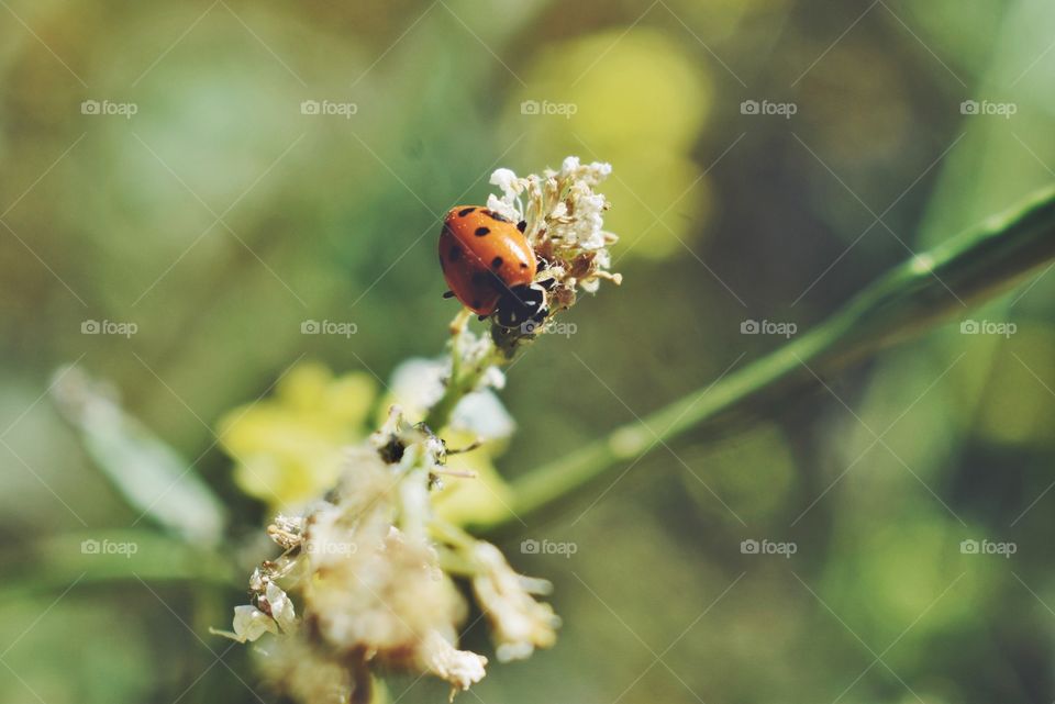 Ladybird #2