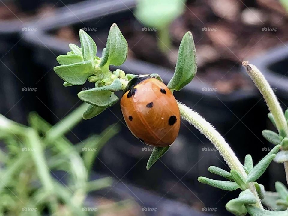 Lady bug close up on a flower stem 