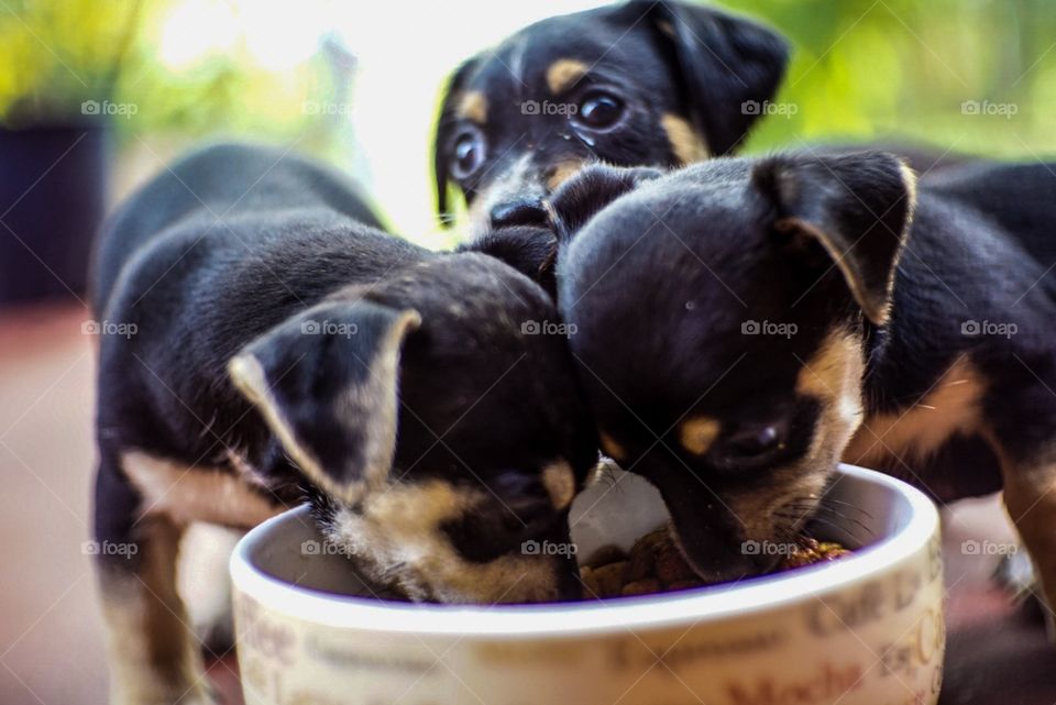 Puppies at feeding time 