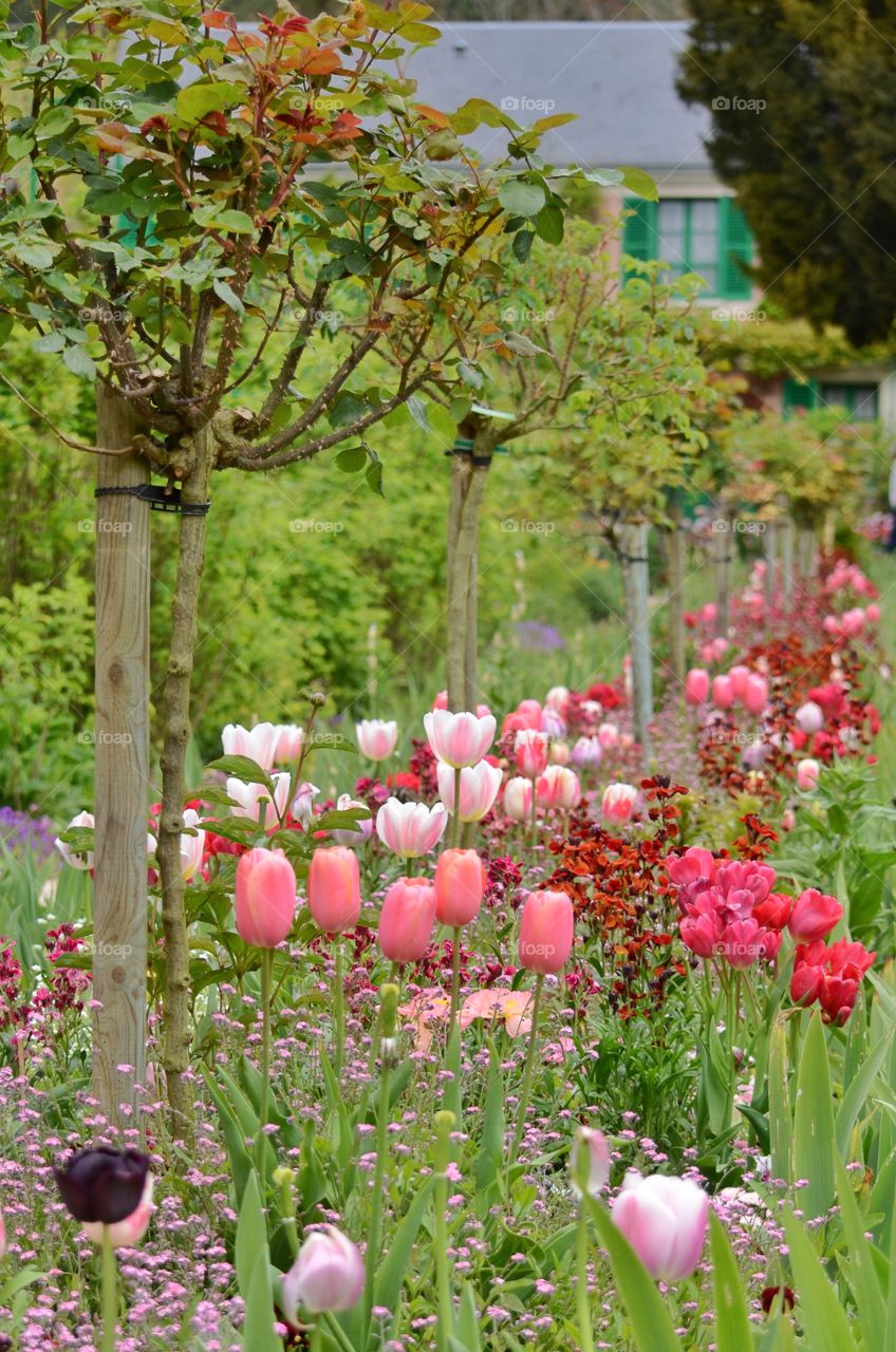 Tulips in Giverny