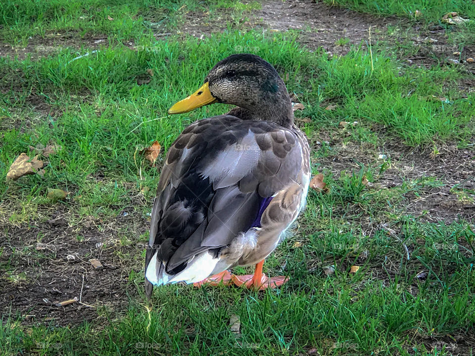 A duck on the grass