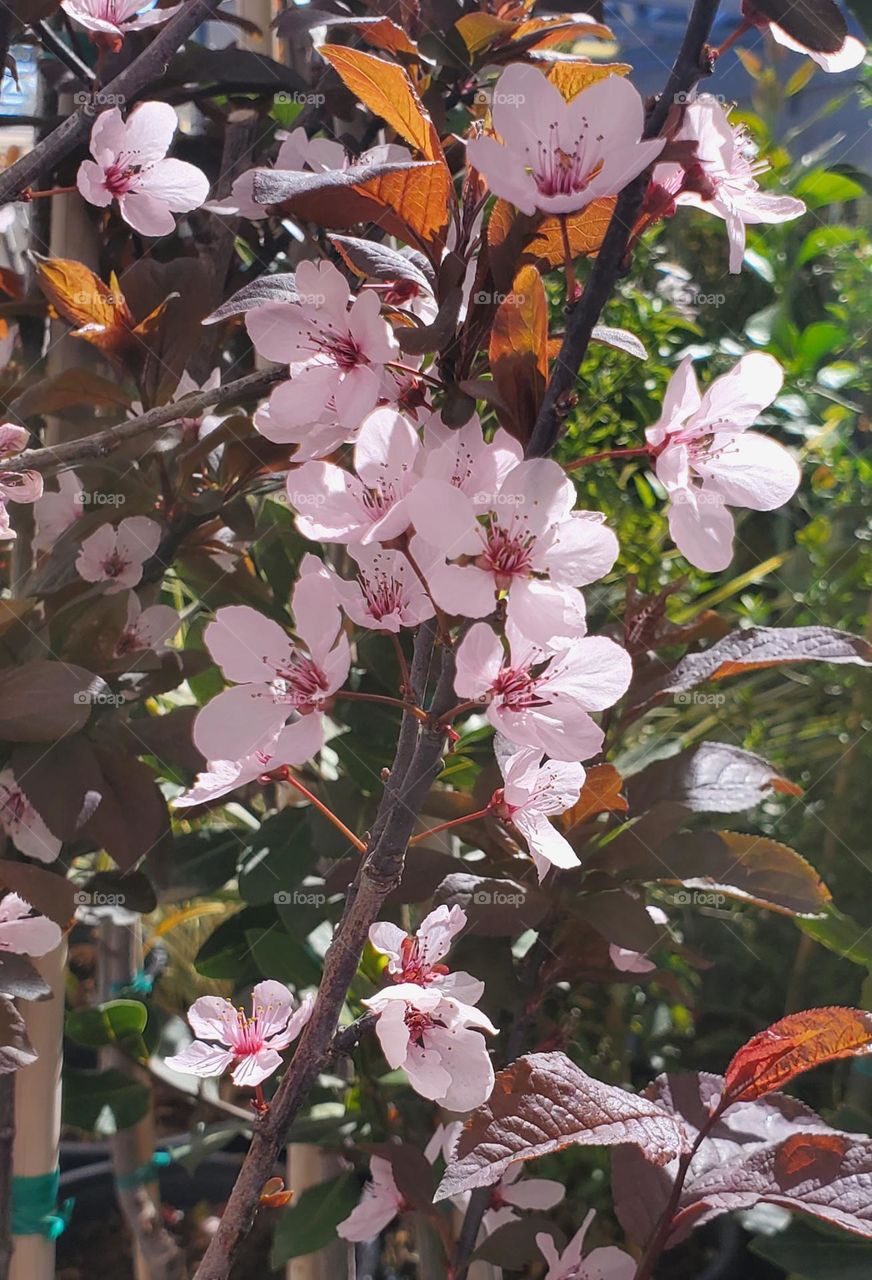 Pink Flowers on a Vine