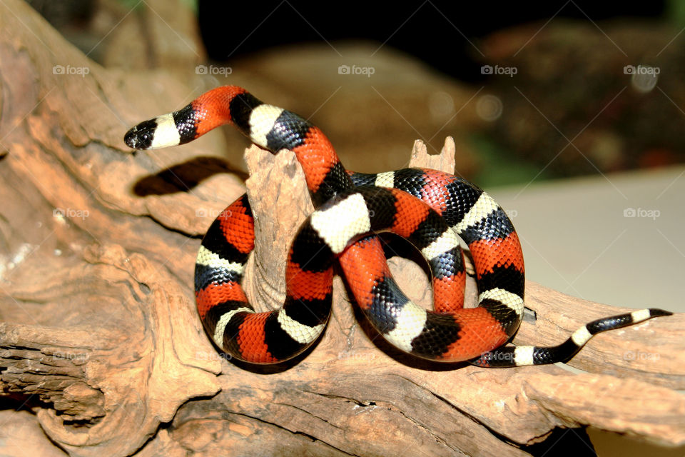 Colourful Snakes
