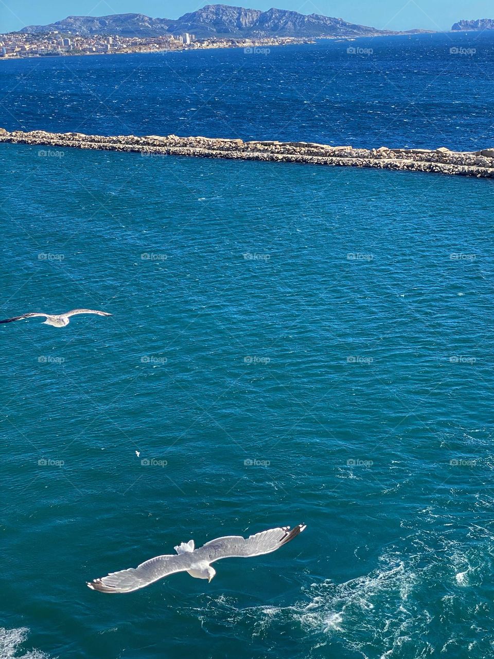 Seagulls flying on the sea