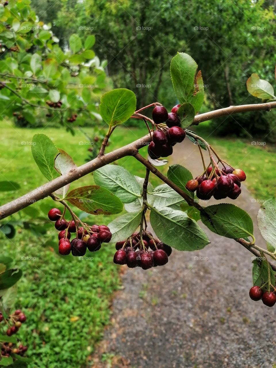 Chokeberry on a rainy day.