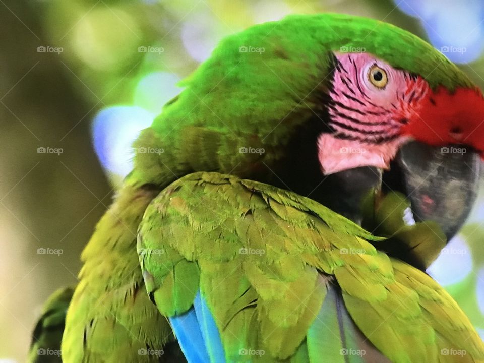 Green parrot