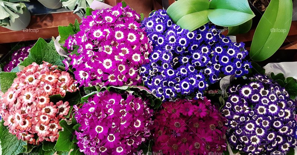 A Sprinkle of Colour