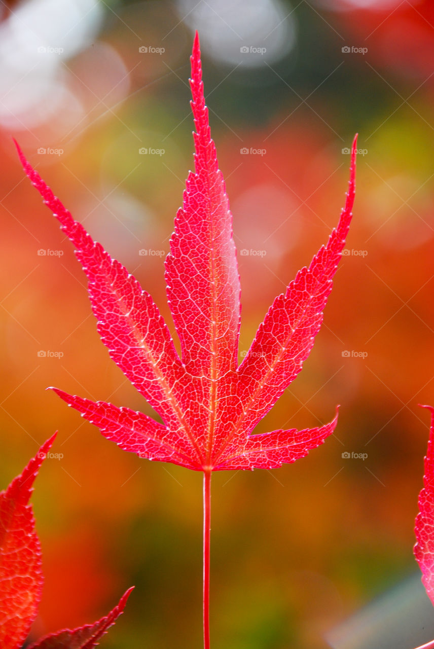 Bright Red Japanese Maple Leaf