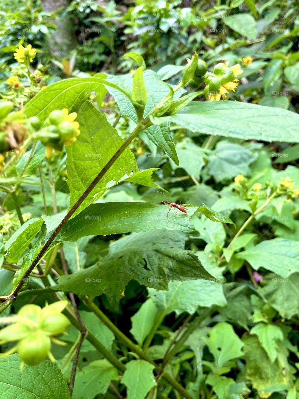 A  red bug on the plants 