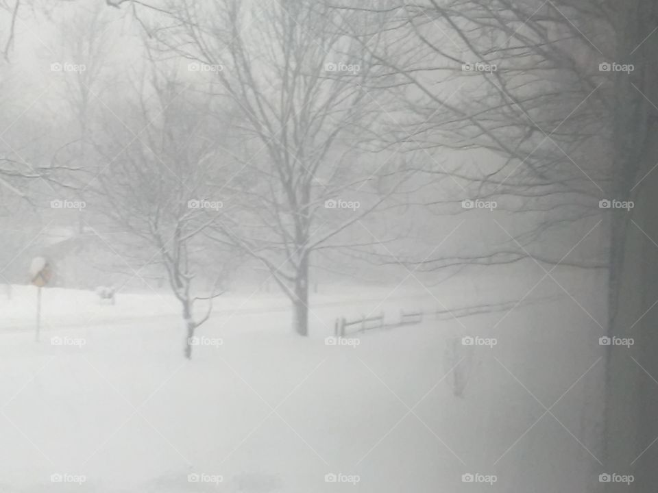 Winter, Snow, Fog, Landscape, Weather