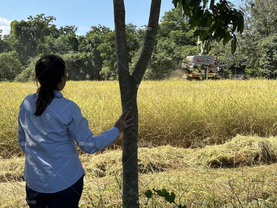 My family grows jasmine rice in Nakhon Sawan province @ Thailand 🇹🇭