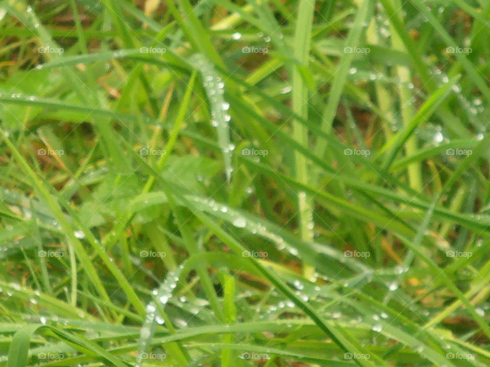 Rain Drops On Grass