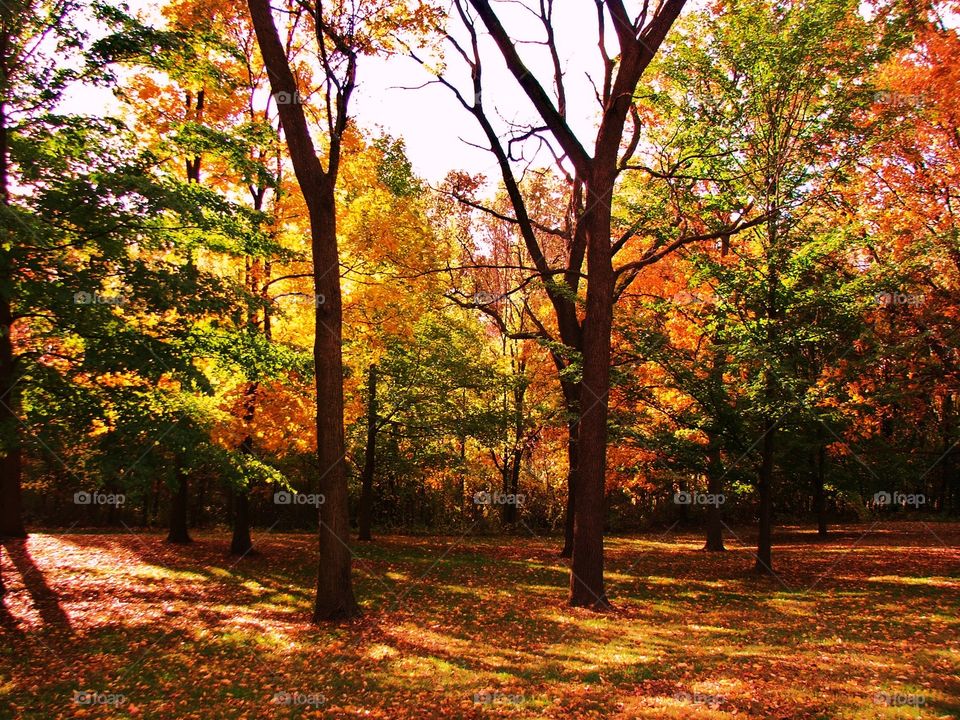Sunshine in the fall 