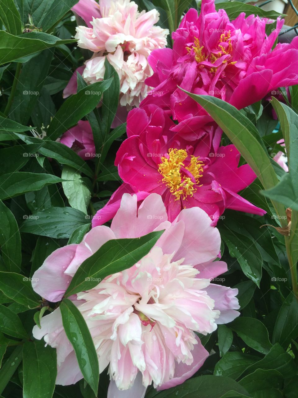 Pink peonies 
