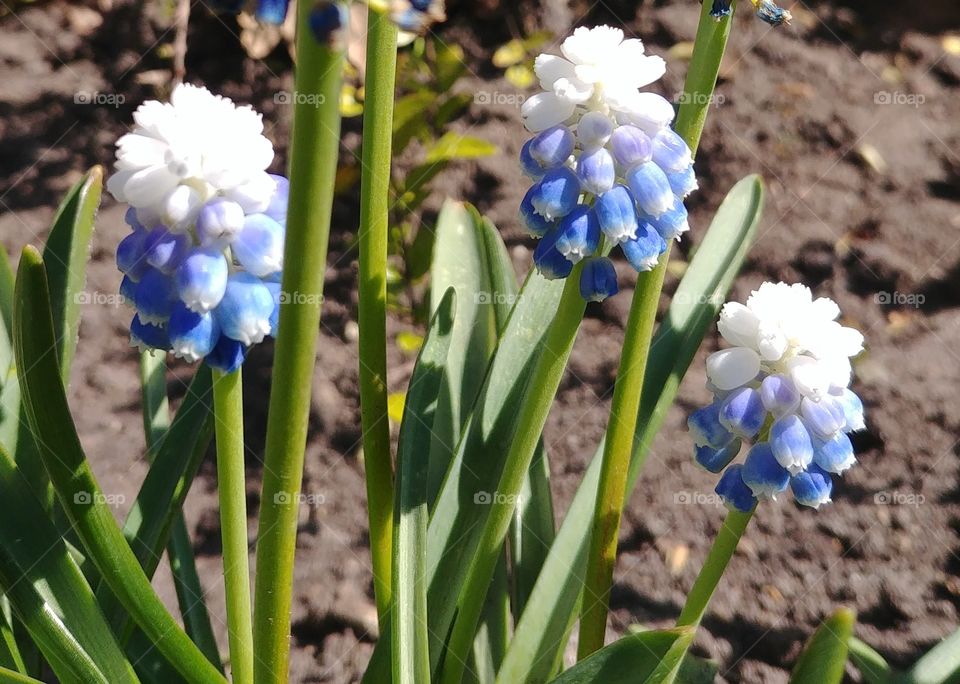 blume weiss blau frühling