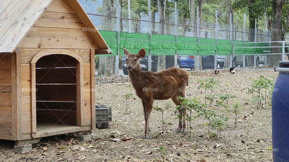 Sika deer in Luye Township, Taitung County