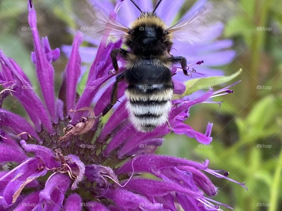 A bee on a flower 