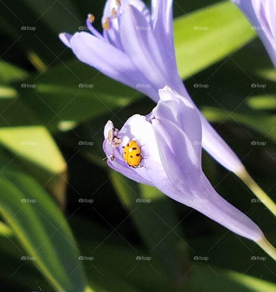 Ladybug on purple flower!