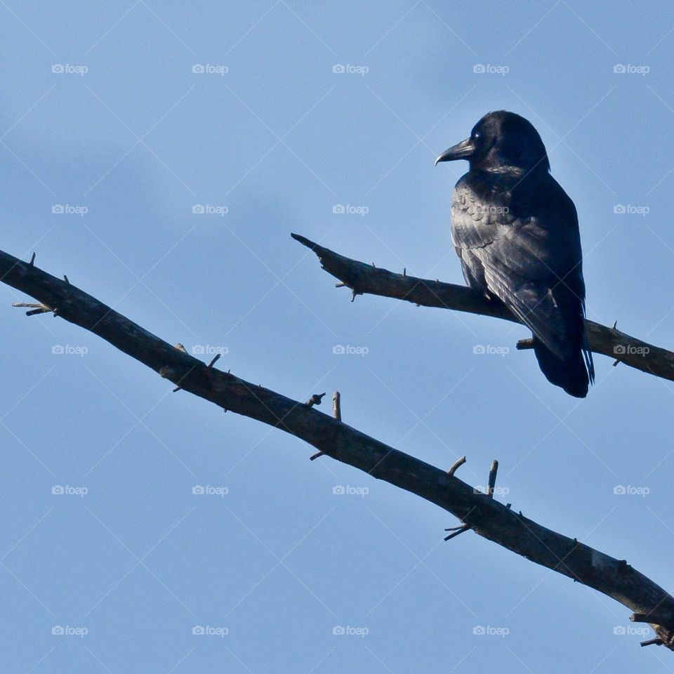 Crow