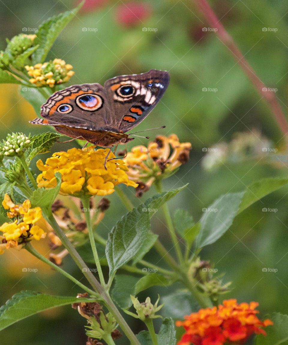 Showing off his wings