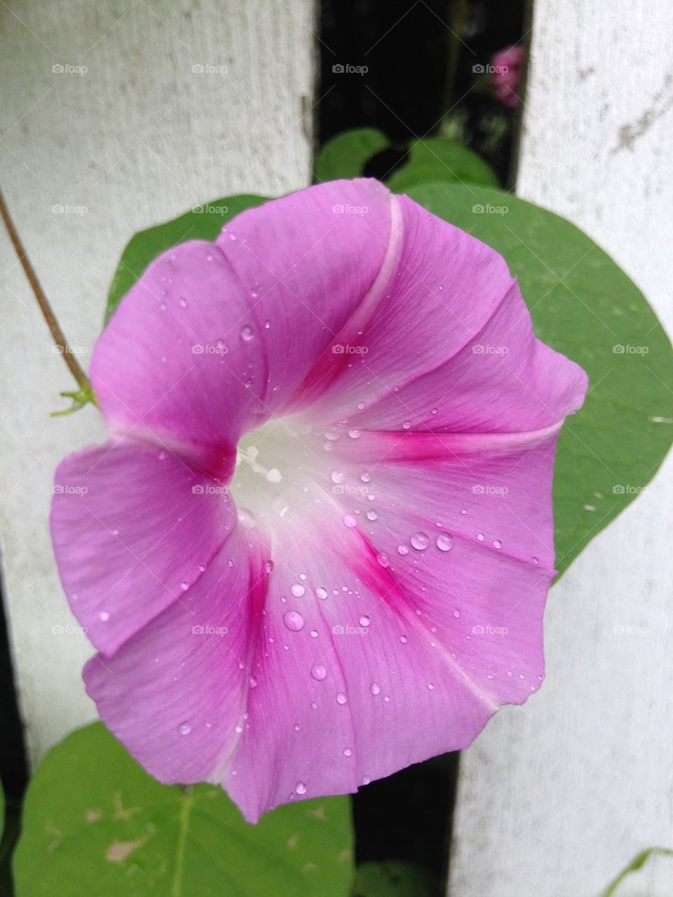 Dew drops on pink flower