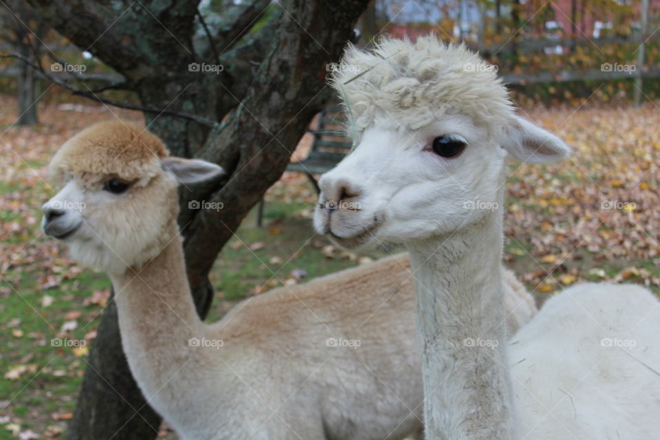 Alpacas