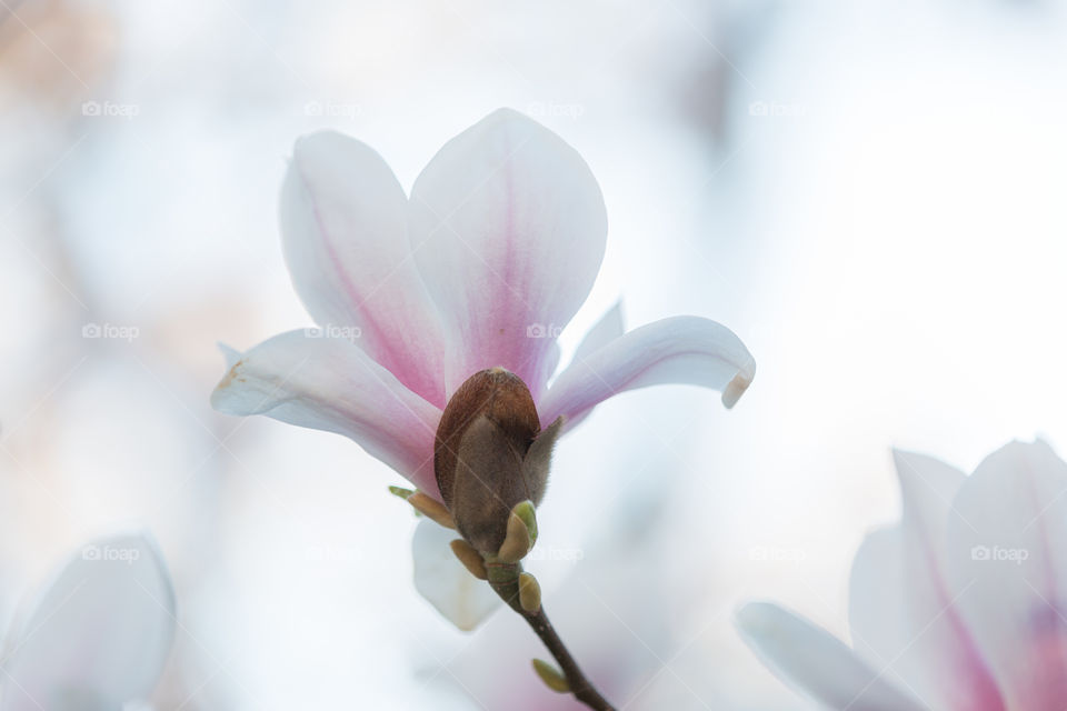 Closeup of beautiful white pink blooming magnolia flower in magnolia tree 