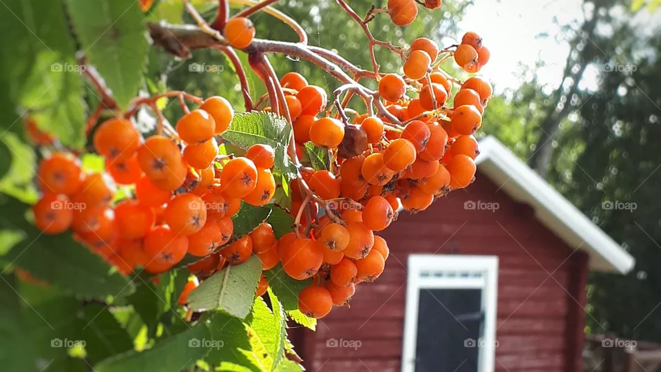 Orange