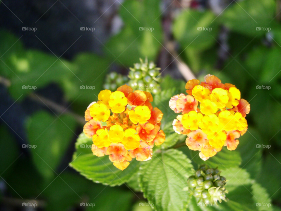 flowers yellow orange by refocusphoto