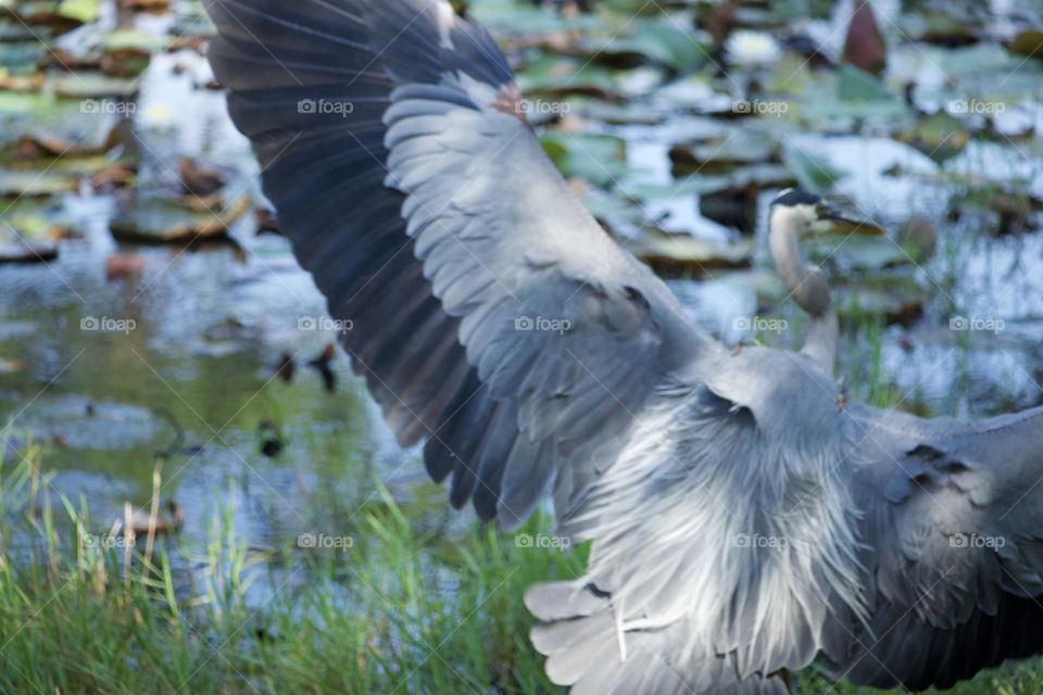 Closeup detail of Great Blue Heron at a lily pond - focus on the plumage and details
