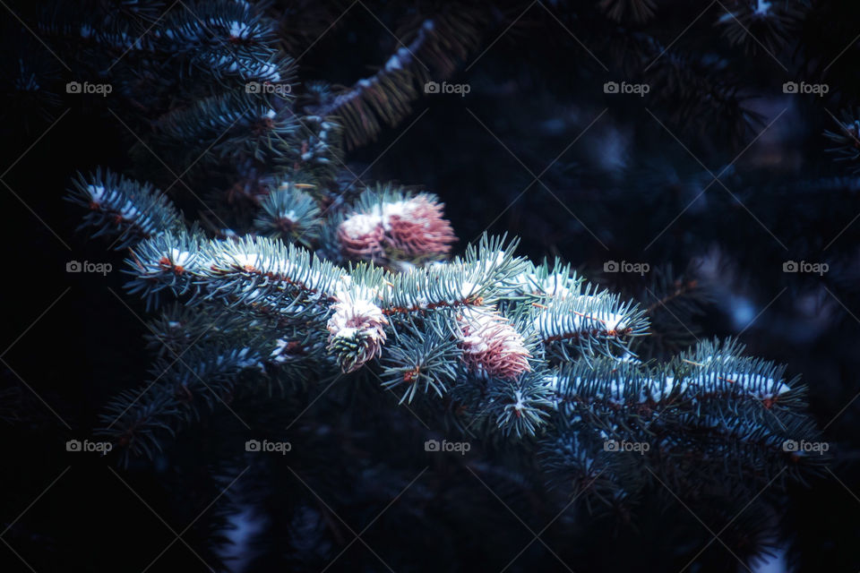 first snow on young pine