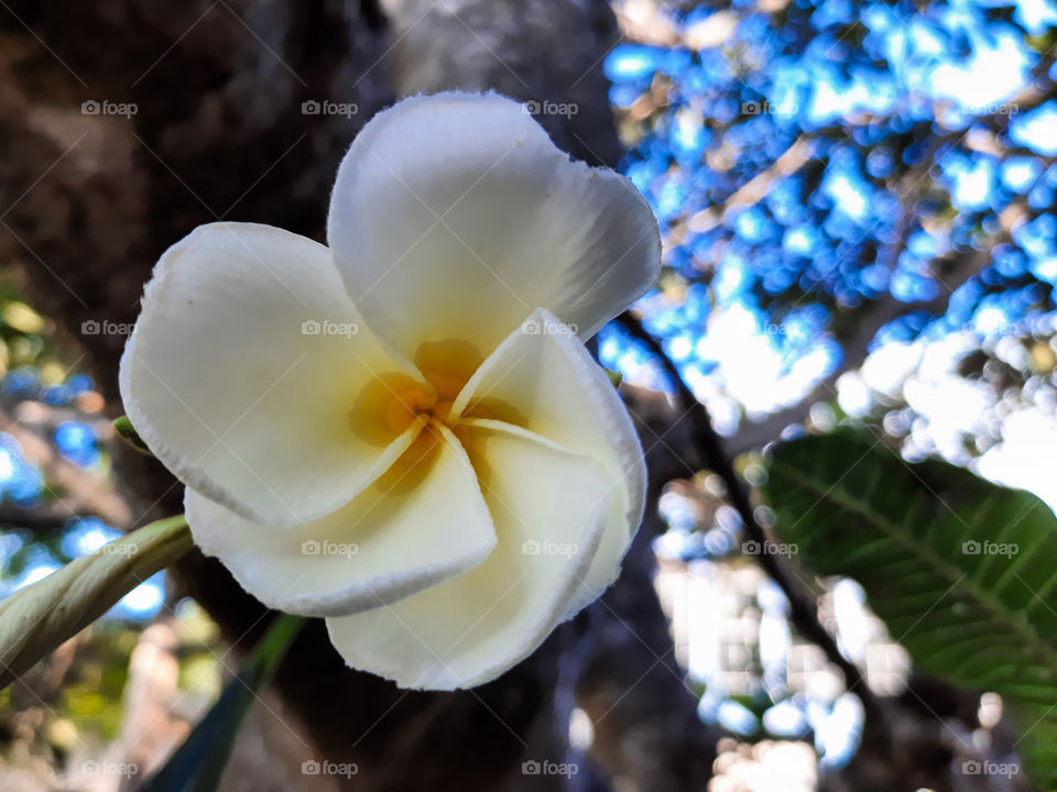 Beautiful, cool and relaxing sight of a temple tree flower in the garden with vivid background. A portrait of a plant.