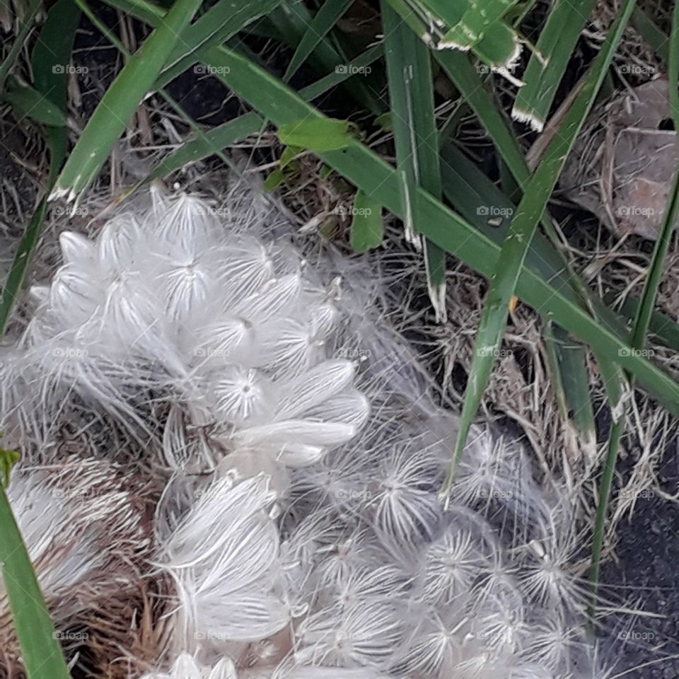 white fluffy seeds of a thistle