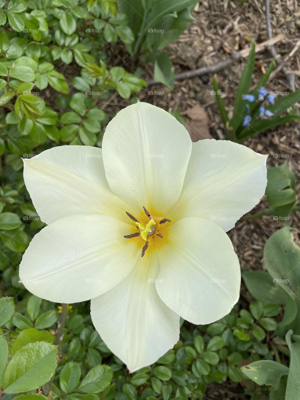 A white flower 