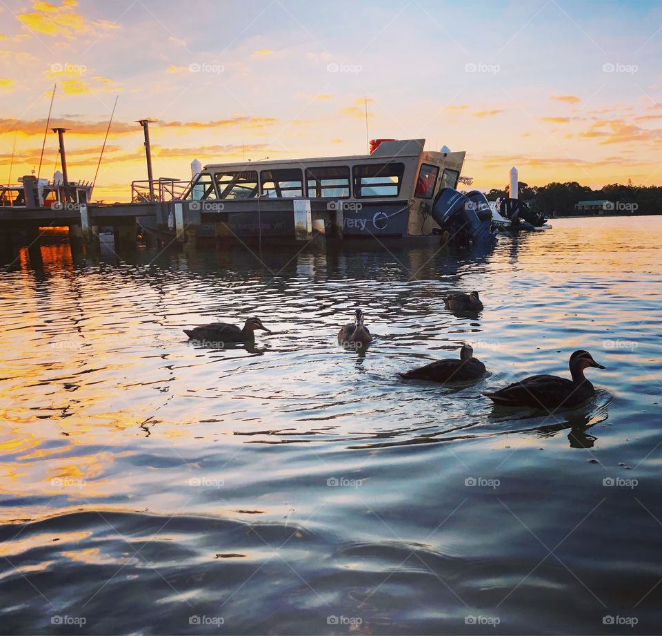 Ducks on the river at sunset yellow light with the jetty behind