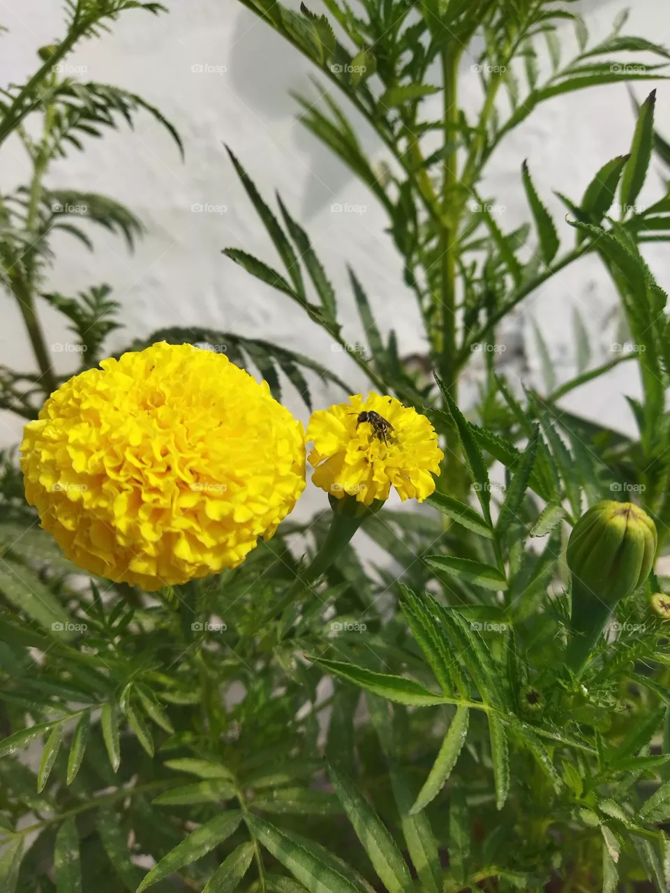 pollination by bee