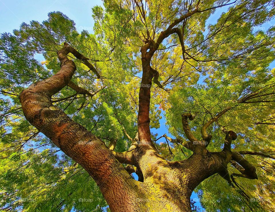 The beauty of one tree in the wood.It's like the branches changes in dancers.