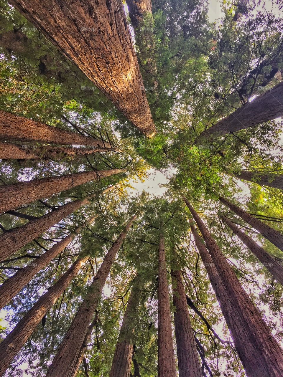While traveling with the Roaring Camp train , a brief stop at the Cathedral. An amazing sight of Redwoods so high that cover the sky and give you a sense of serenity. An unforgettable feeling.