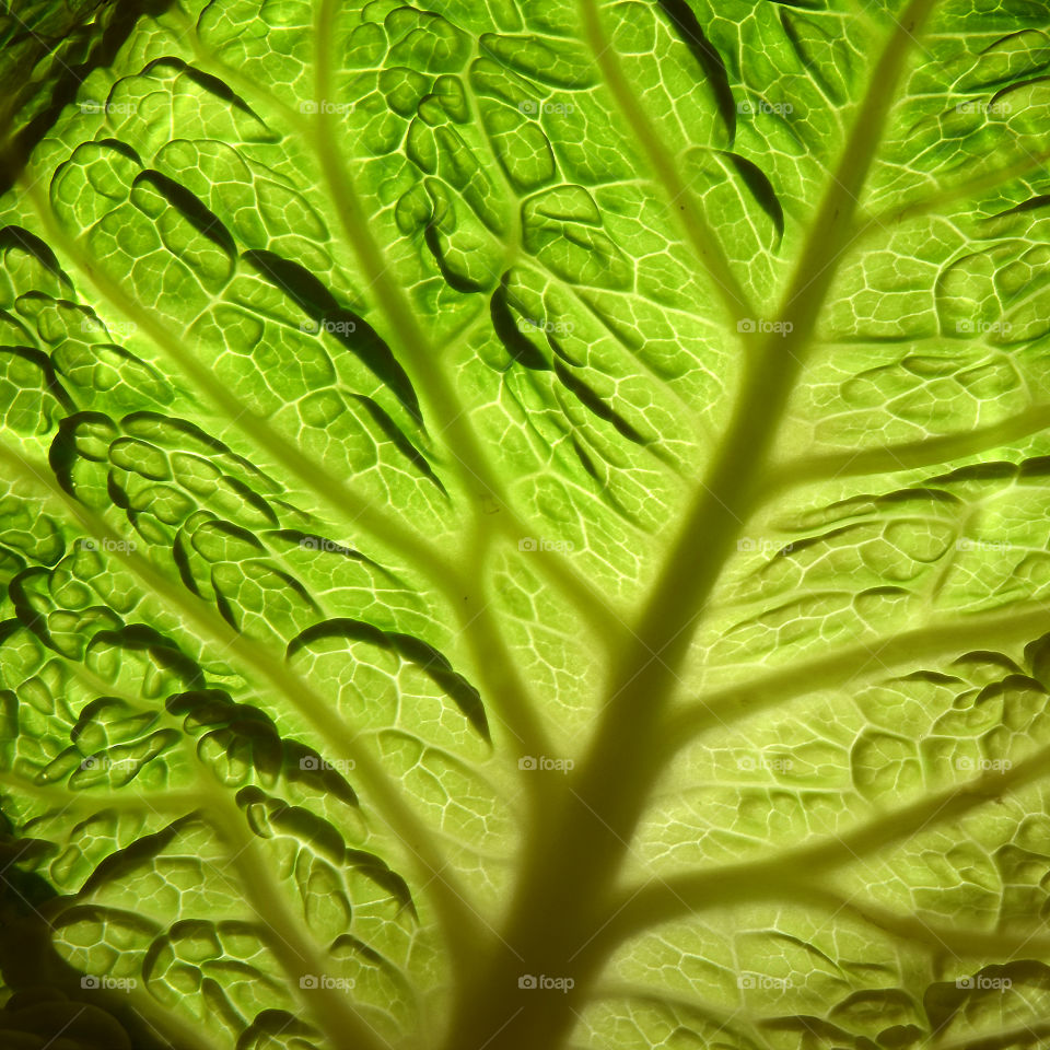 Cabbage leaf closeup 