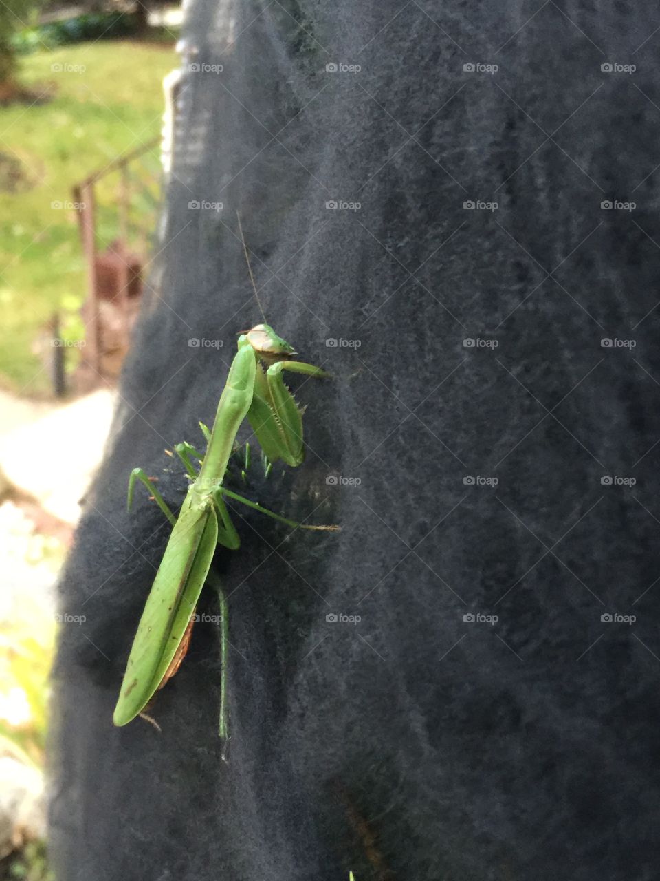 Hang in there, the mantis  touch 