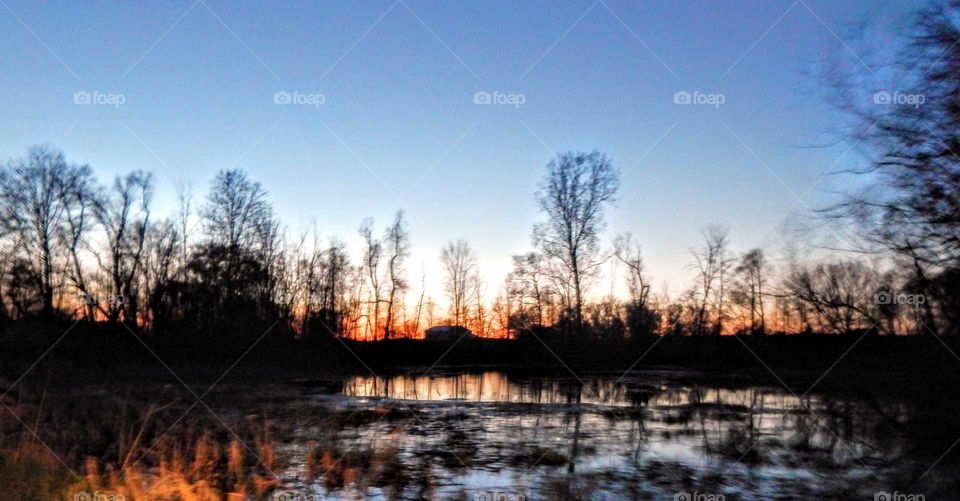swamp land at sunset with silhouette trees