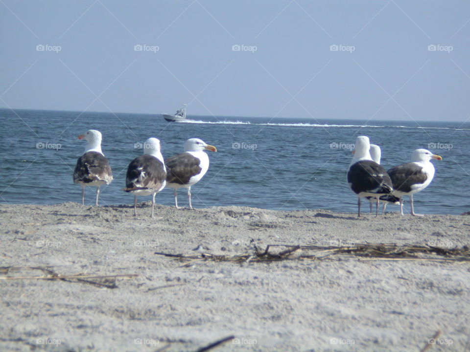 Seagulls on Beach