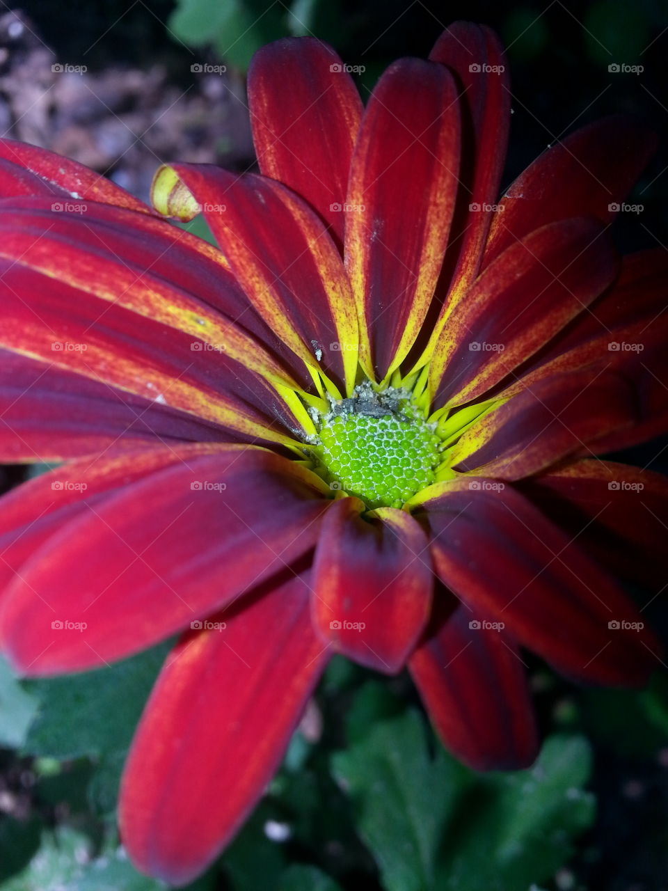Red Flower