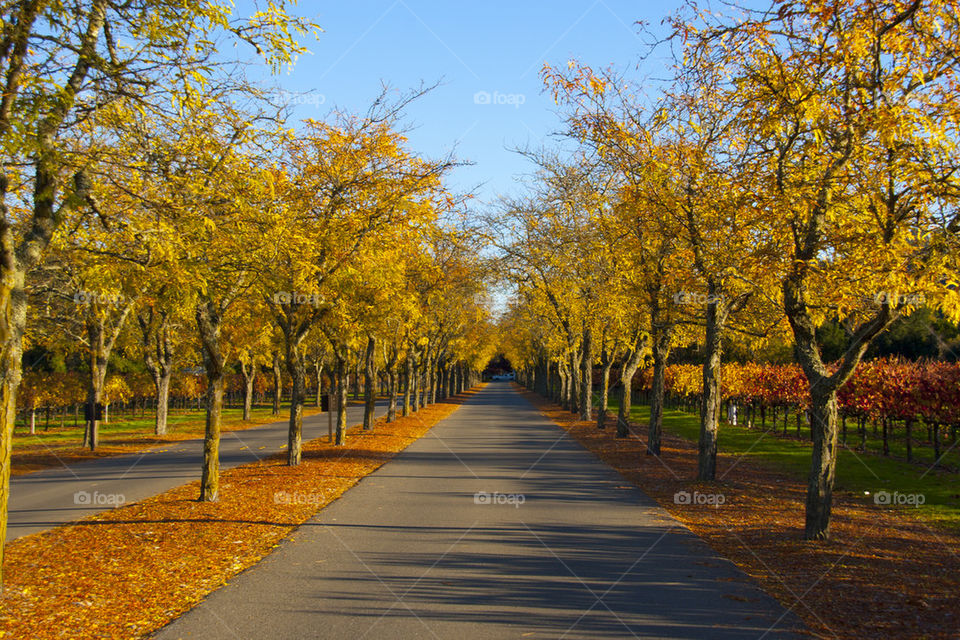 THE AUTUMN AT NAPPA VALLEY CALIFORNIA USA