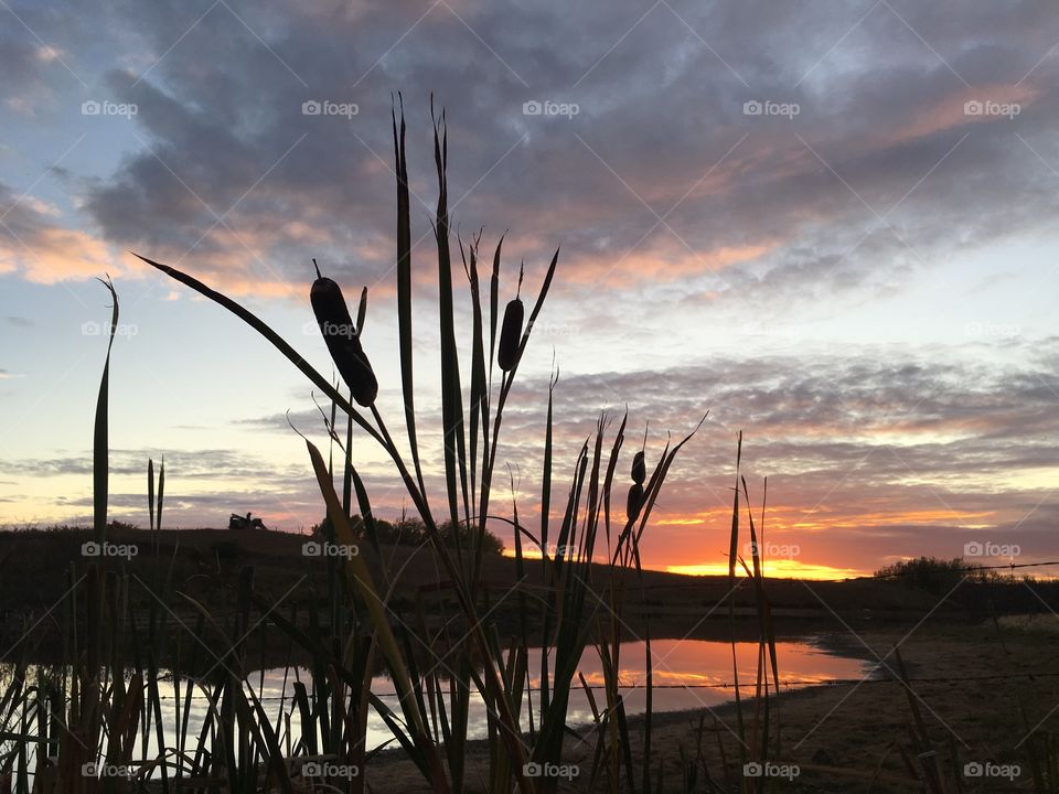 Cat tails in the sunset 