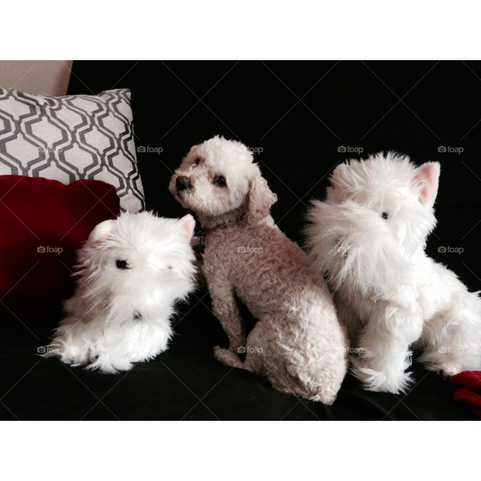 A Dog & His Friends. Toy poodle and his stuffed animals