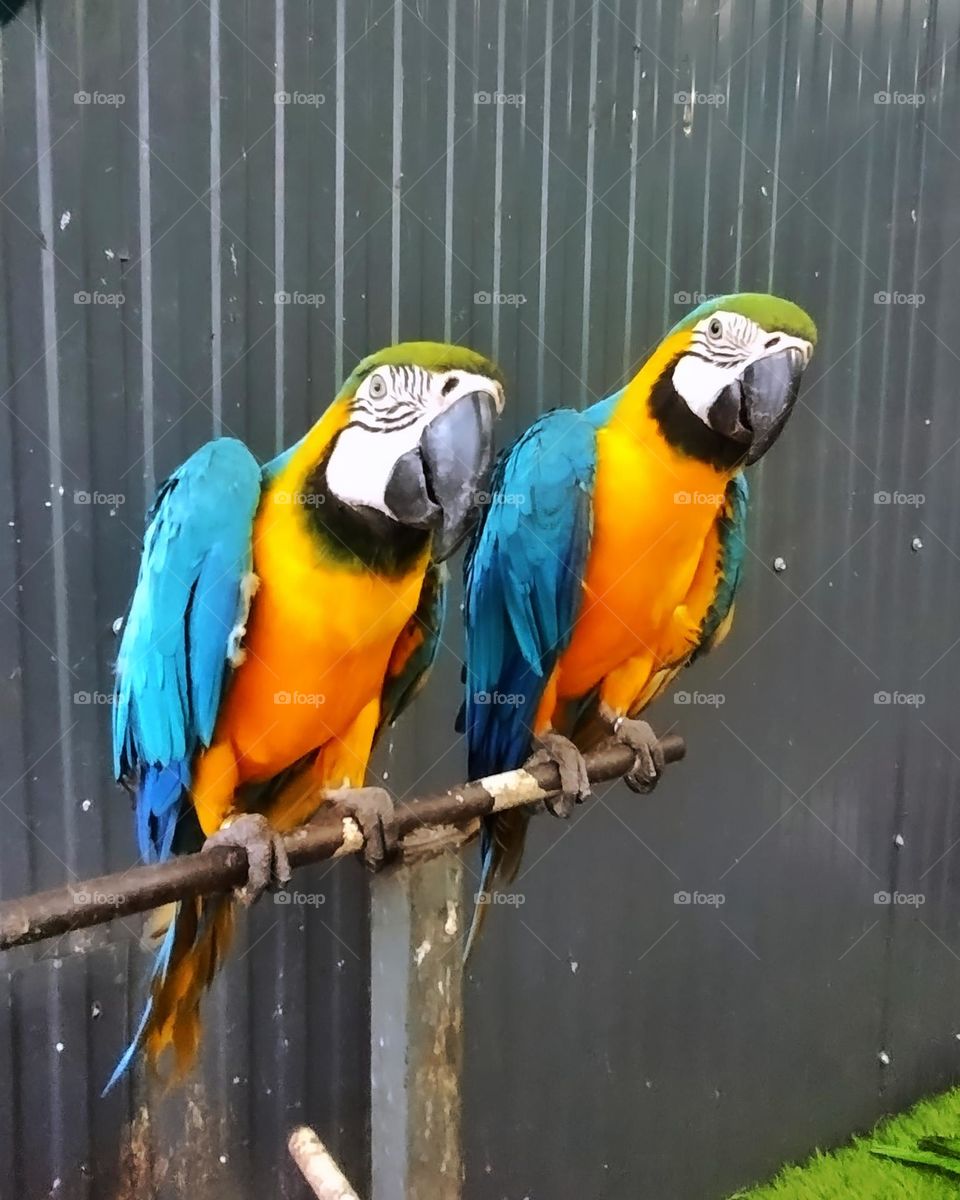 macaws