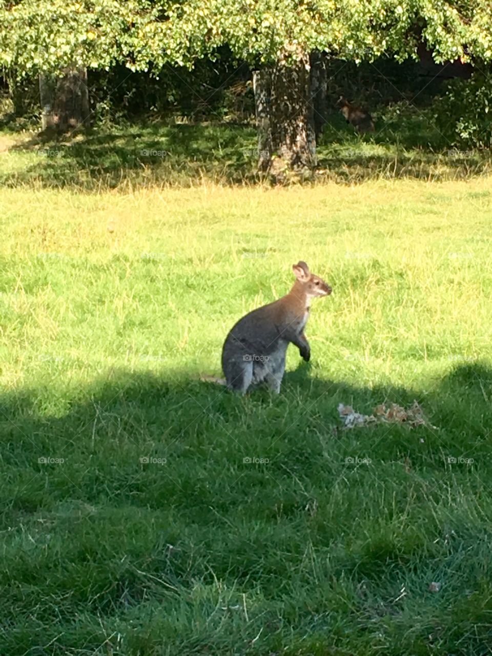 kangaroo