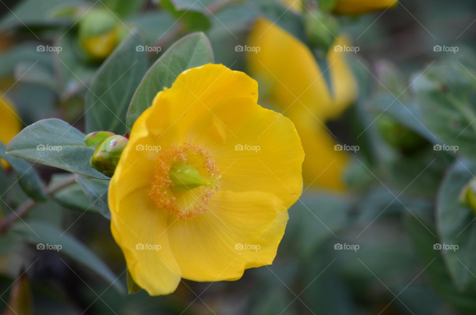 Yellow Flower